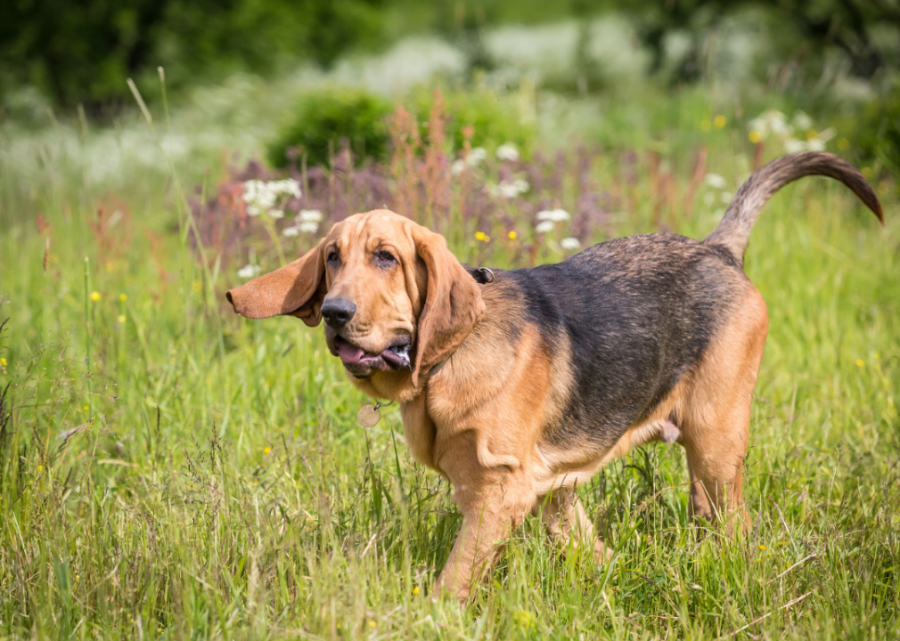 #6. Bloodhound